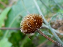 Cota tinctoria / Camomilla per tintori